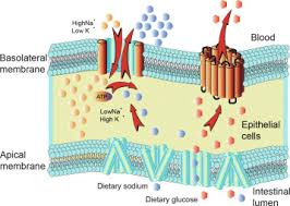 A) Relationship Between Biosurfactant Concentration And Surface... |  Download Scientific Diagram