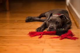 Petplan covers up to 90% of vet bills from unexpected injuries and illnesses. Can I Buy Pet Insurance If My Dog Is Old Policygenius