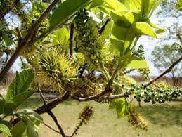 Image result for Combretum engleri