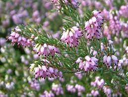 Pin On Groundcovers