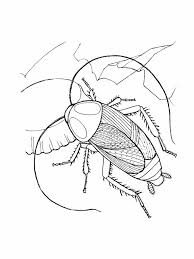The lorax is one of our families' favorite dr. Free Printable Cockroach Coloring Pages For Kids