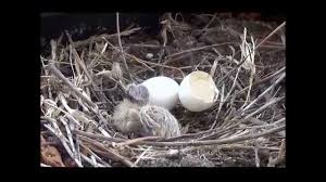 Baby Doves Growing Up