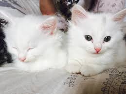 Dengan begitu kamu bisa segera. Daftar Harga Kucing Anggora Hari Ini Mei 2021 Terbaru Ulasanharga Com