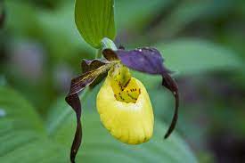 Certainly to classify the top ten most rare flowers isn't easy especially since, according to scientists, more than 270,000 types of flowers exist (which doesn't include the 10 to 15% of unclassified flowers in remote regions of the world). Top 10 Most Incredibly Rare Flowers In The World Livinghours