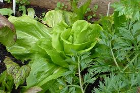 Aber nur wenige haben einen eigenen garten und können sich darum auch noch kümmern! 9 Tricks Fur Den Gemuseanbau Im Kleinen Garten Sonjas Gartenfreuden
