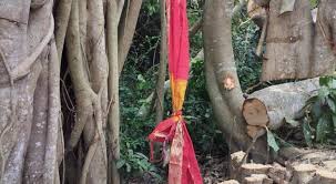 মাদারীপুরে শতবর্ষী বটগাছ কাটা নিয়ে যা জানা গেল। - নব দিগন্ত ২৪