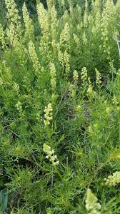Reseda Lutea Wilde Reseda Wilde Bloemen Bloemen