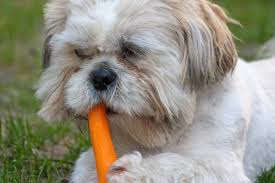 Kopekleri Urkuten 4 Sey My Animals