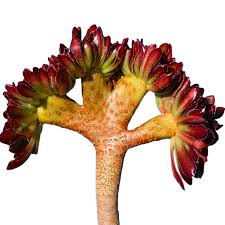 Pop in your planners, journals, laptop and phones! Egrow 100 Pcs Pack Cockscomb Seeds Succulents Bonsai Garden Cactus Flower