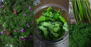 Langkah pertama yang perlu dilakukan dalam hak cara membuat bunga dari pita yaitu dengan menyiapkan beberapa alat serta bahannya. Buat Bunga Rampai Kisar Halus Guna Blender Kering Lebih Mudah Cepat Mingguan Wanita