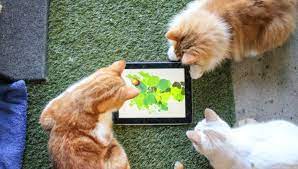 kediler icin ozel olarak hazirlanmis tablet ve cep telefonu oyunlari mortilki com