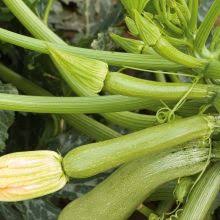 Maybe you would like to learn more about one of these? Courgette Zucchini Buy Organic Seeds Online Sativa Online Shop