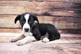 Check spelling or type a new query. Border Collie Puppies Pittsburgh Pa Petland Robinson
