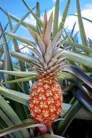 Rubyglow : l'ananas jaune dedans, rouge dehors