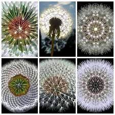 Pin On Plantas Y Flores