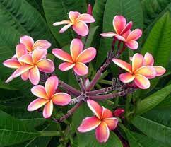 Firecracker flower (crossandra infundibuliformis) is a tropical shrub from south asia. Plumeria My 2nd Favorite Flower Florida Plants Florida Flowers Florida Gardening