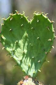 Prickly love by steve williams. Heart Shaped Cactus Plant Leaves Plants Cactus