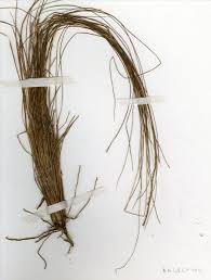 Image result for Rhytachne