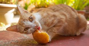 While plain bread isn't necessarily beneficial, it is generally a benign treat in small quantities. Can Cats Eat Bread A Complete Guide To Cats And Bread
