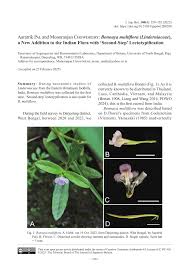 Image result for Linderniella gracilis