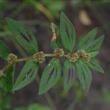 Image result for Euphorbia hirta