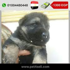 مصر ثلاث ذكور وانثتين جيرمن لونج هير الوان غامقه وش مقفول شراسه فطريه وممكن رؤية الاهالي عمر 30 يوم Pet4sell Dogs Animals