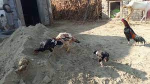 Check spelling or type a new query. Aseel Murga Farm Set Up Youtube