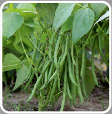 Beans are relatively demanding to water and need regular watering to have good and quality production. Serengeti Variety Bean Syngenta