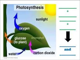 Use This Drawing Of The Photosynthesis Process For Students To Fill In As A Worksheet As A Tran In 2021 Photosynthesis Photosynthesis Projects Physics And Mathematics