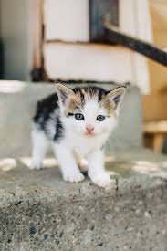 When it comes to cuteness, few critters can compare to kittens. Baby Kitten With Blue Eyes On Concrete Steps By Jessica Byrum Cat Kitten
