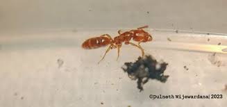 Image result for Zornia punctatissima