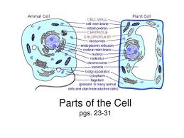 The male gametes of charophytes, bryophytes, seedless vascular plants, cycads, and ginkgo). Plant And Animal Cell Organelles And Functions Ppt Video Online Download