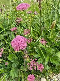 Image result for Pimpinella ledermannii