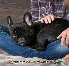 The french bulldog is a great choice for anyone looking for an adorable and intelligent dog. 15 Reasons Why French Bulldogs Or Frenchies Are Irresistible Companions American Kennel Club