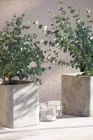 Do You Know That Eucalyptus Can Be Grown As Houseplant Blog Nurserylive Com Gardening In India Plants Terrace Garden Indoor Plants
