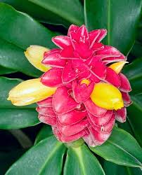 Image result for Costus