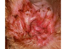 Image result for abscess dog's ear flap