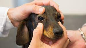The Successful Treatment Of Retinal Disease Pra Sards In Dogs Stem Cell Safari