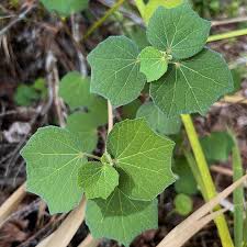 Image result for Urena lobata