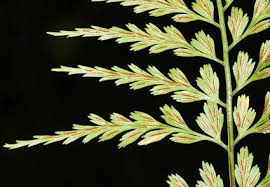 Image result for Aspleniaceae