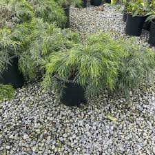 Image result for Carex cognata