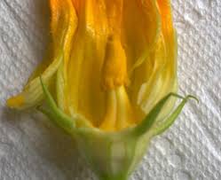 Male blossoms grow on long, thin stems from the base of the squash. What Is Difference Between Male And Female Zucchini Blossoms