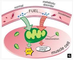 Learn vocabulary, terms, and more with flashcards, games, and other study tools. 8 Summary Of Macronutrient Metabolism Flashcards Quizlet