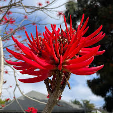 Image result for Corallocarpus triangularis