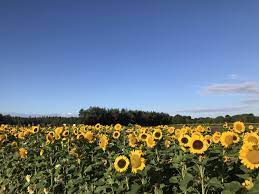 It is hard to believe so janet showed me all her pictures to a few sunflower fields there are three sunflower fields she visited and they are near bangkok. 4 Gorgeous Sunflower Fields Near London Where You Can Pick Your Own