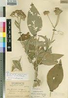 Image result for Bothriocline