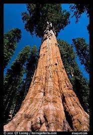 General Sherman The Largest By Volume Single Stem Tree In The World In Sequoia Np California National Parks Sequoia National Park Sequoia