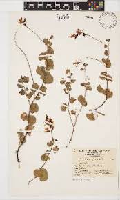 Image result for Adenolobus pechuelii