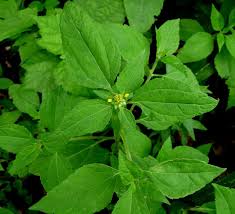 Image result for Sclerocarpus africanus