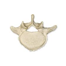 Image result for Lumbar vertebrae